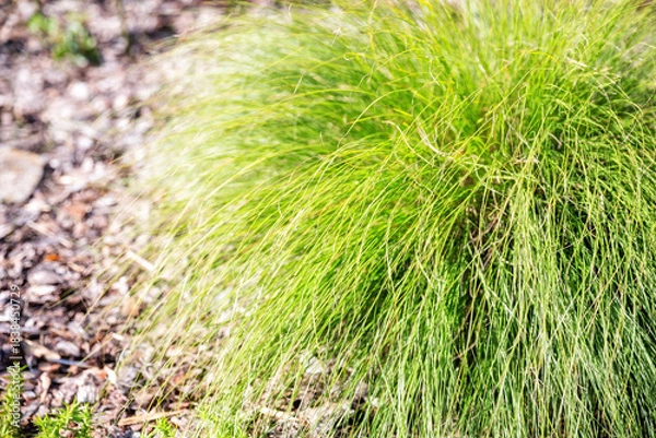 Fototapeta Sporobolus heterolepis