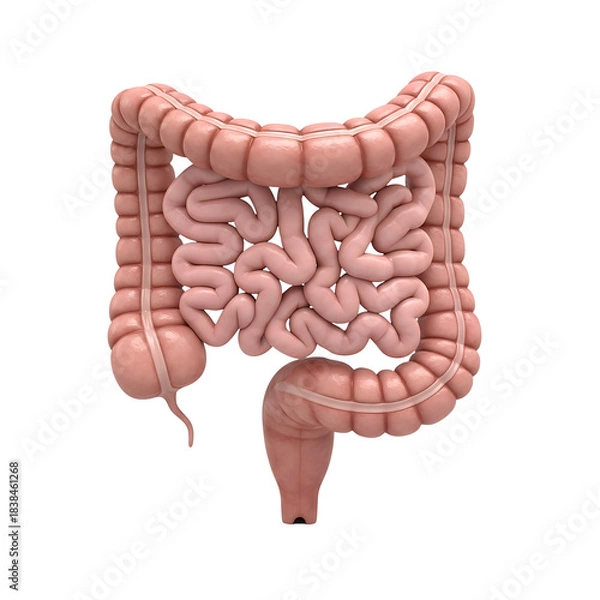 Obraz Detailed 3d illustration of the human large and small intestines