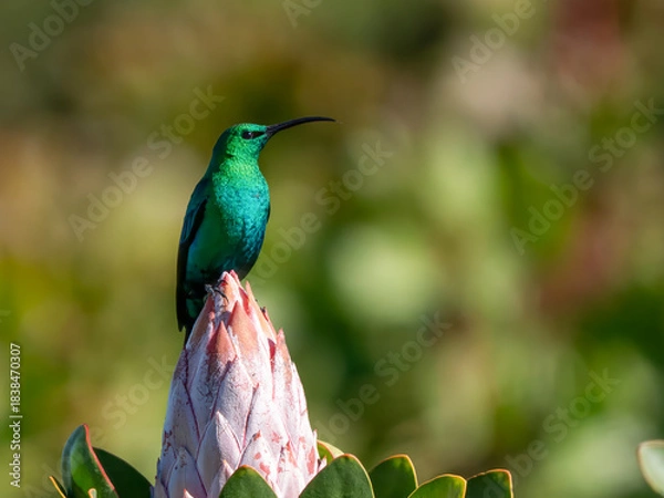 Fototapeta Nektarvogel