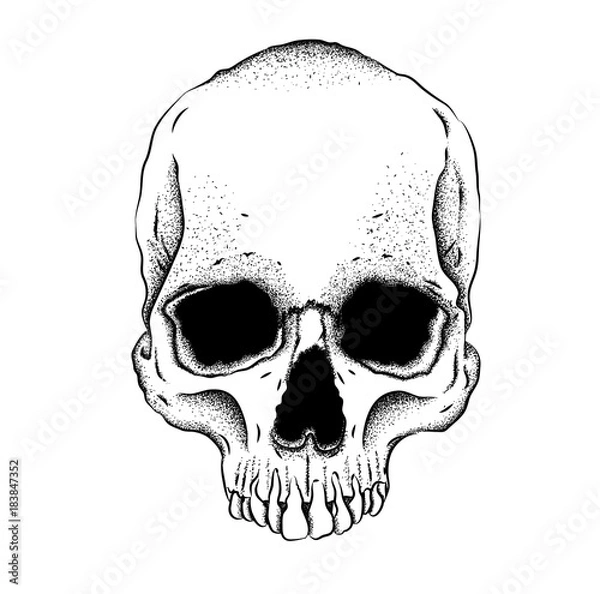 Obraz Portrait of a skull. Can be used for printing on T-shirts, flyers, etc. Vector illustration