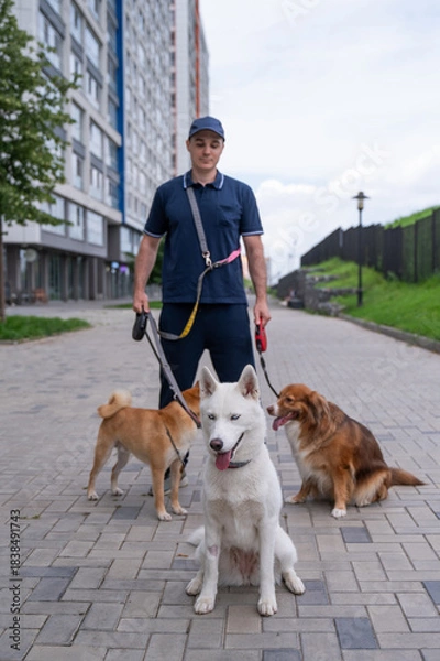 Obraz A man walks three different dogs.