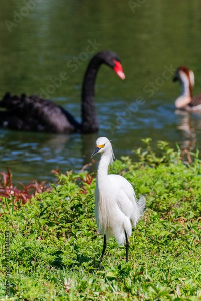Fototapeta Close-up of a snowy egret on a lake shore, with white plumage and yellow beak, in sharp focus against green water and red and green foliage.