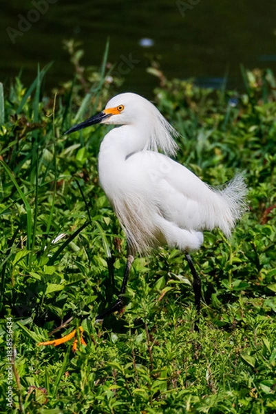 Fototapeta Close-up of a snowy egret on a lake shore, with white plumage and yellow beak, in sharp focus against green water and red and green foliage.
