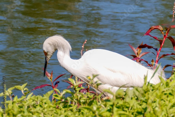 Fototapeta Close-up of a snowy egret on a lake shore, with white plumage and yellow beak, in sharp focus against green water and red and green foliage.