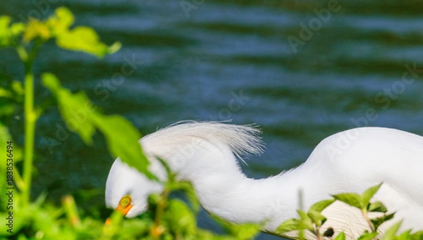 Fototapeta Snowy Egret (Egretta thula) foraging, partially hidden by green vegetation. Blurred water in the background. Fauna, nature, wildlife.