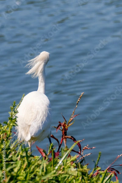 Fototapeta Close-up of a snowy egret on a lake shore, with white plumage and yellow beak, in sharp focus against green water and red and green foliage.