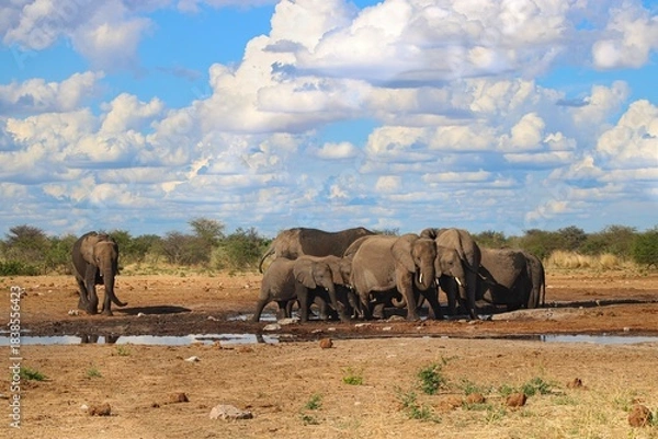Fototapeta Elephants having a bath at a waterhole in Etosha National Park in Namibia 