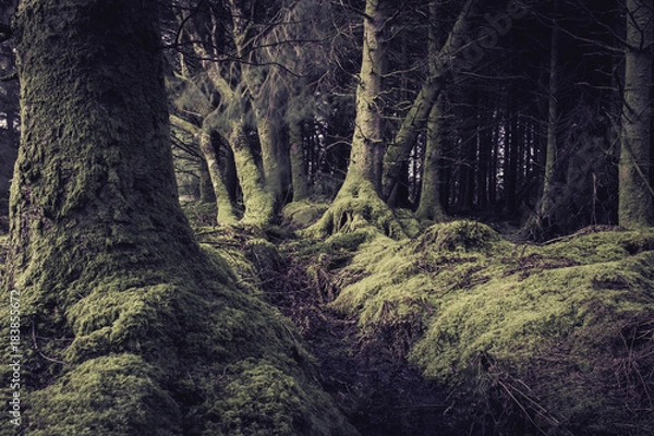 Obraz Irish Mossy Forest 
