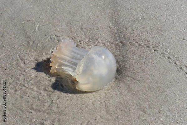 Obraz Transparent jellyfish on Florida beach, closeup