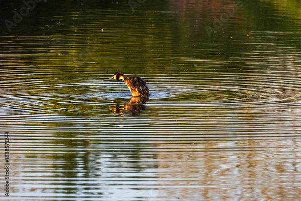 Fototapeta A Great Crested Grebe with its distinctive head plumage swims on dark, calm water. It creates concentric ripples, and golden light reflects on the surface