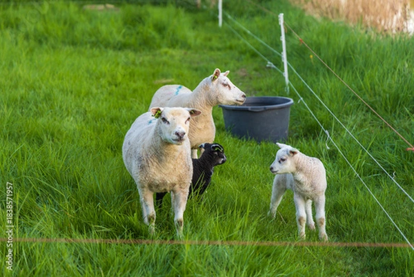 Fototapeta Adult black and white sheep and lambs stand on a lush green pasture fenced with electric wire, a dark bucket in the background