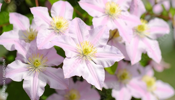 Obraz Delicate pink clematis flowers blooming in spring garden sunlight