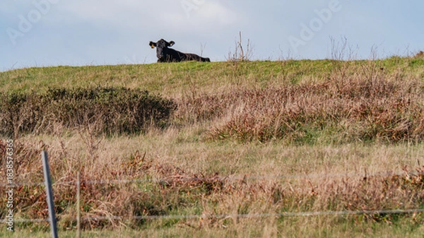 Obraz Black Cow Resting on the Horizon of a Grassy California Hill