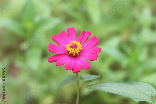 Obraz Beautiful zinnias in the garden