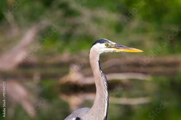 Obraz Great Blue Heron.
