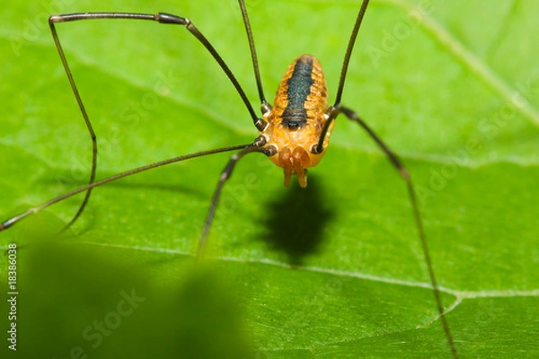 Obraz Harvestman spider