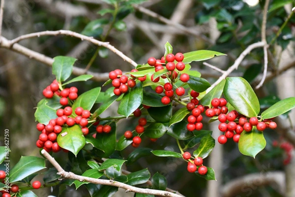 Obraz ヤバネヒイラギモチ　Chinese holly	
