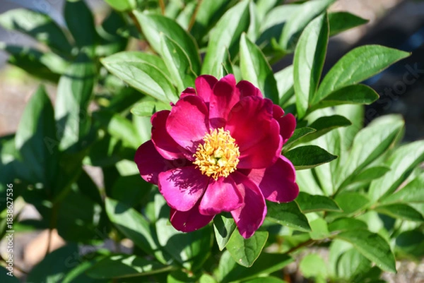 Obraz シャクヤク「燕脂紅」 Peony