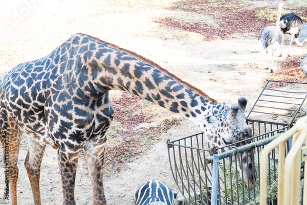 Obraz キリンが草を食べる迫力ある瞬間
