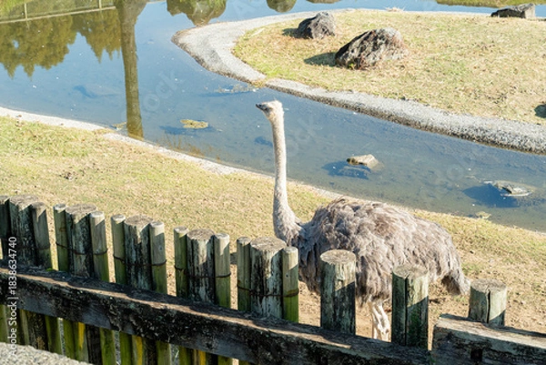 Obraz ダチョウが歩く穏やかな園内風景
