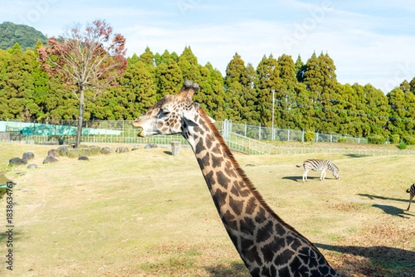 Obraz 陽光浴びるキリンの美しい横顔ショット