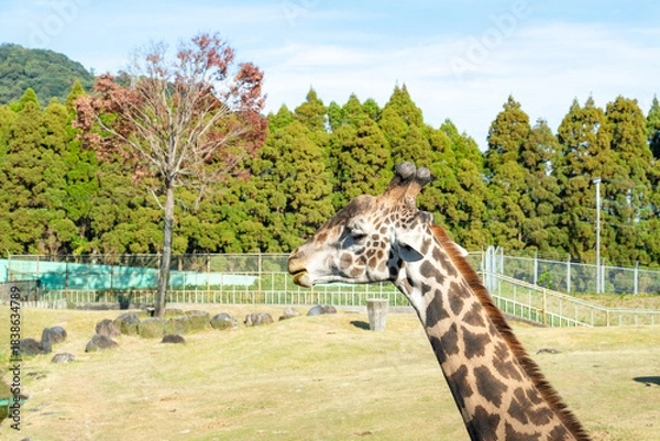 Obraz 自然に調和するキリンの悠然とした表情