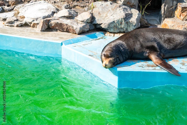Obraz アシカが日差しでくつろぐ心地よい午後