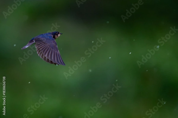 Obraz Swallow flies in the rain 