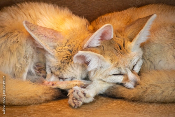 Obraz 寄り添い眠るフェネックの可愛い寝顔