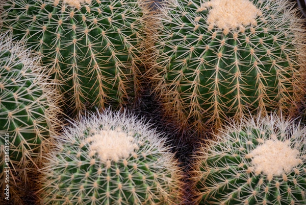 Obraz サボテン白棘金鯱の背景