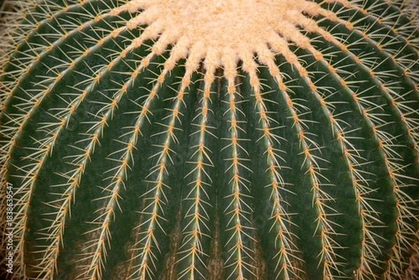 Obraz サボテン金鯱の背景