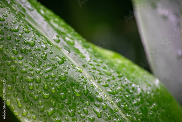 Obraz 瑞々しい緑の葉の上の水滴
