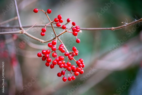 Obraz 真っ赤なガマズミの実