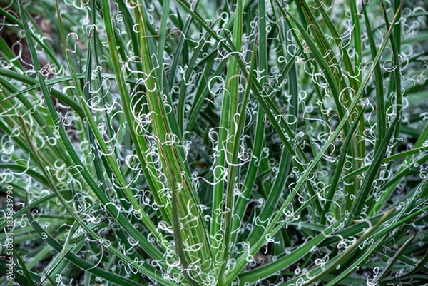 Obraz 不思議な白い糸で飾られたアガベ　滝の白糸の葉テクスチャ