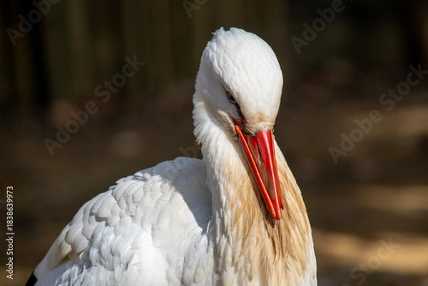 Obraz コウノトリ科の白い鳥　シュバコウ