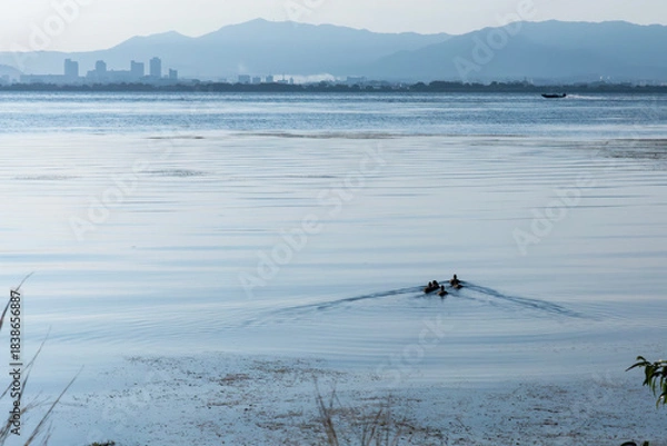 Obraz 琵琶湖の朝　水鳥がゆっくりと水面を泳いでいく　滋賀県大津市
