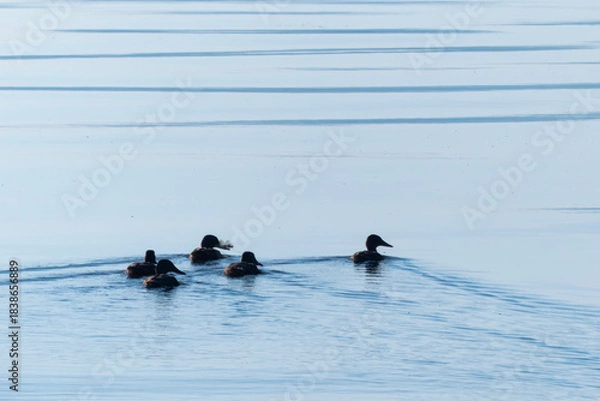 Obraz 琵琶湖の朝　水鳥がゆっくりと水面を泳いでいく　滋賀県大津市