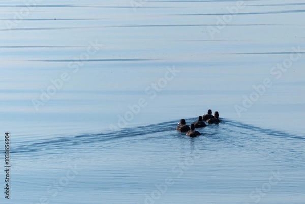 Obraz 琵琶湖の朝　水鳥がゆっくりと水面を泳いでいく　滋賀県大津市