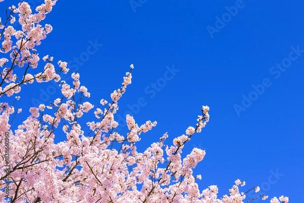Fototapeta 桜花と青空