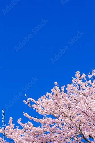 Fototapeta 桜花と青空