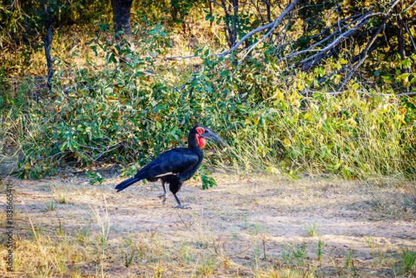 Obraz Ground Hornbill