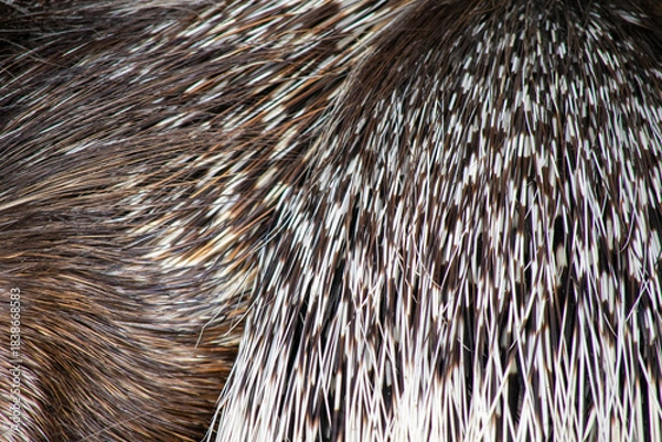 Obraz ヤマアラシの針毛の毛並みテクスチャ