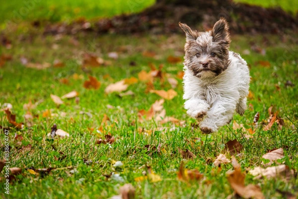 Obraz Playful Havanese puppy joyfully running on green grass with autumn leaves in the park