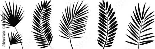 Obraz Tropical palm leaf silhouettes, botanical black foliage, exotic jungle leaves, nature-inspired design elements, isolated vector shapes for creative decoration