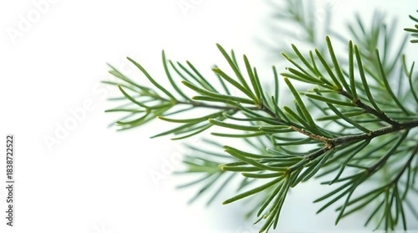 Obraz pine branch with cones and white background design 