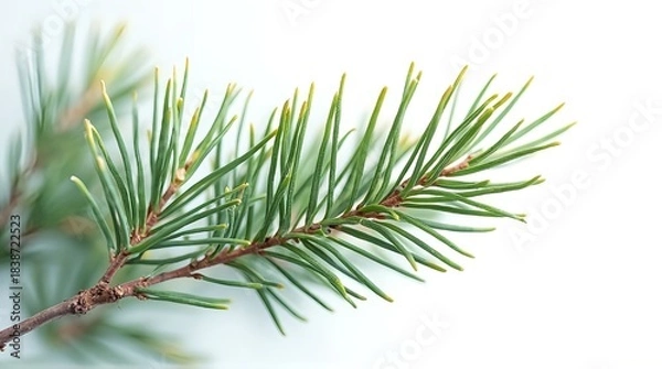 Obraz pine branch with cones and white background design 