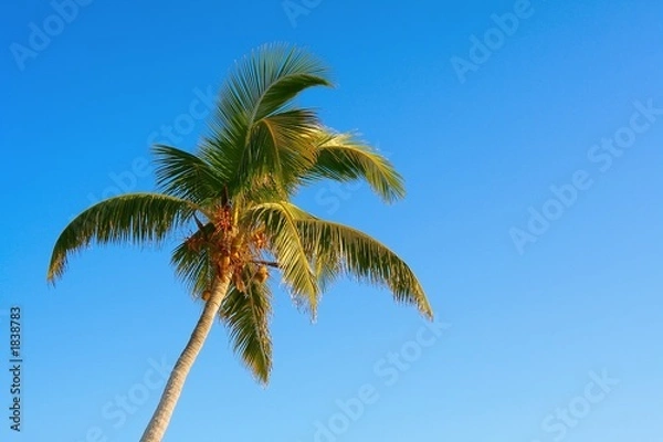 Fototapeta palm tree