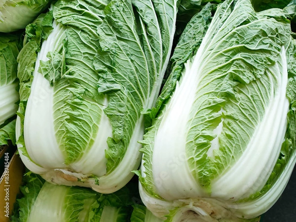 Obraz 山積みの白菜