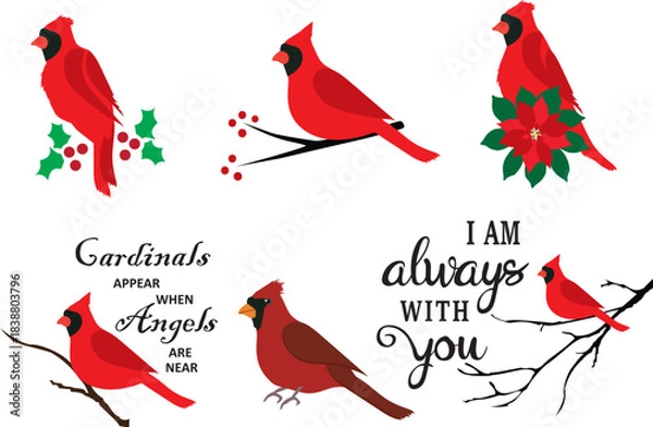 Obraz Vector Cardinal Bird