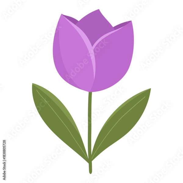 Obraz Purple Tulip Illustration